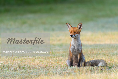 Portrait of a red fox (Vulpes vulpes) sitting on mowed meadow looking away in Summer in Hesse, Germany
