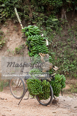 Bicycle on dirt track stacked with bunches of bananas, Masango, Cibitoke, Burundi, Africa