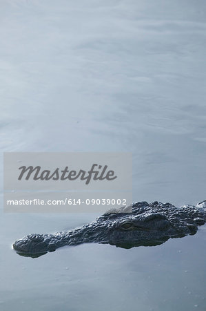 Head of crocodile in wildlife park lagoon, Djerba, Tunisia