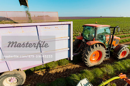Europe, France,Provence Alpes Cote d'Azur,Plateau de Valensole.Workers begin harvesting first rows of lavender