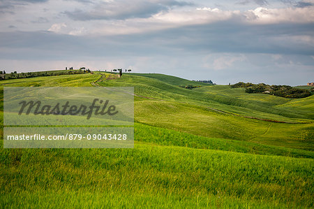 Fields in Orcia Valley. Siena district, Tuscany, Italy.