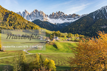 Autumnal cherry tree with Santa Maddalena village and Odle Dolomites peaks on the background. Santa Maddalena, Funes, Bolzano, Trentino Alto Adige - Sudtirol, Italy, Europe.