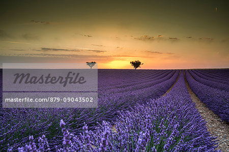 Lavender raws with trees at sunset. Plateau de Valensole, Alpes-de-Haute-Provence, Provence-Alpes-Côte d'Azur, France, Europe.