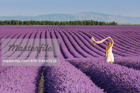 Blonde woman with scarf in a lavender field. Plateau de Valensole, Alpes-de-Haute-Provence, Provence-Alpes-Côte d'Azur, France, Europe.