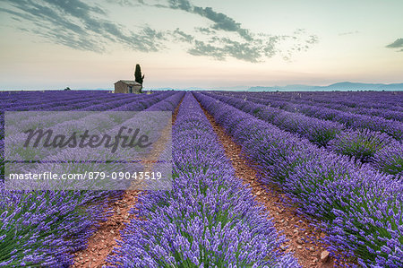 Lavender raws and house. Plateau de Valensole, Alpes-de-Haute-Provence, Provence-Alpes-Cote d'Azur, France, Europe.