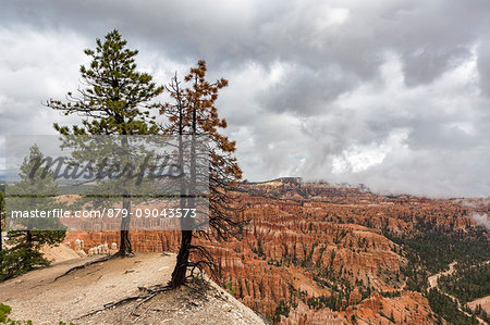 Hoodoos landscape and trees from Inspiration Point. Bryce Canyon National Park, Garfield County, Utah, USA.