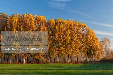 Caselle Landi, Lodi province, Lombardy, Italy. A poplars woodland in autumn.