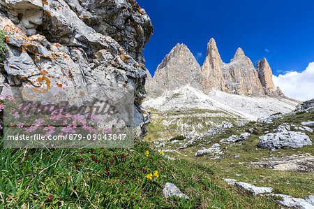 Summer flowering around the Three Peaks of Lavaredo. Sesto Dolomites Trentino Alto Adige Italy Europe