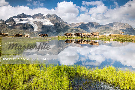 Cows on the shore of the lake where high peaks and clouds are reflected Bugliet Valley Bernina Engadine Switzerland Europe