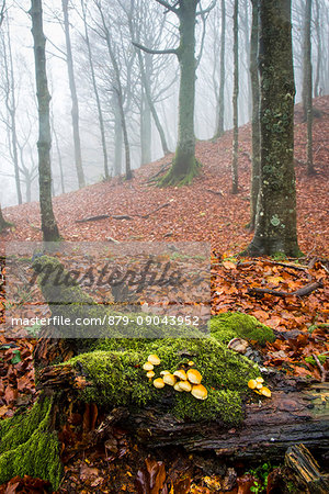 Sassofratino Reserve, Foreste Casentinesi National Park, Badia Prataglia, Tuscany, Italy, Europe. Mushrooms on fallen trunk covered with moss