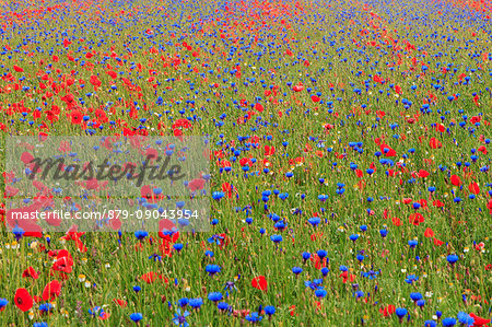 carpet of flowers in Castelluccio of Norcia, Umbria, Italy, Europe