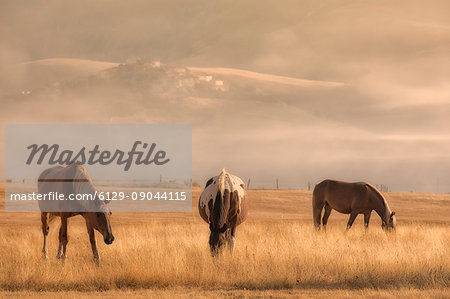 Europe,Italy,Umbria,Perugia district,Castelluccio di Norcia. Horses at sunrise