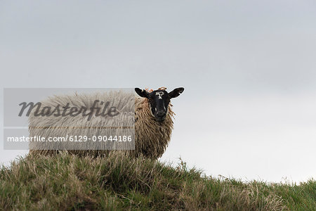 A sheep grazing on the hill. , Northern Ireland, County Antrim, Bushmills, United Kingdom. A sheep grazing on the hill. , Northern Ireland, County Antrim, Bushmills, United Kingdom.