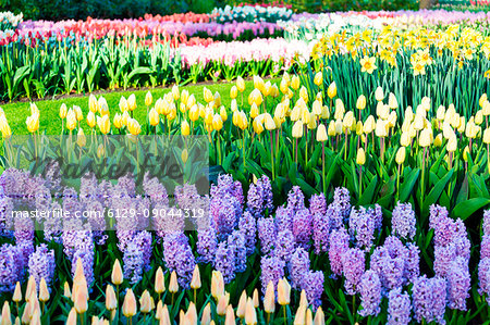 Tulips and flowers at Keukenhof gardens, Lisse, Netherlands