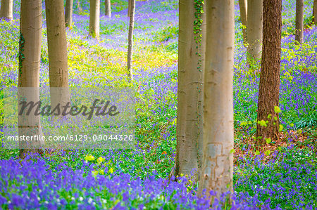 Hallerbos, beech forest in Belgium full of blue bells flowers.