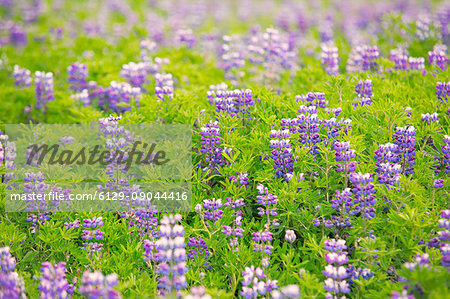 Lupine plants alongside the ring road, Iceland