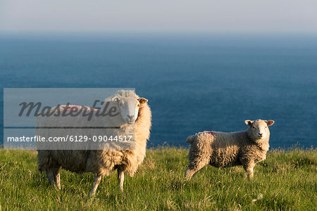 Portmagee, County Kerry, Munster province, Ireland, Europe. Two sheeps grazing on the hill with the atlantic ocean in the background.