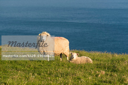 Portmagee, County Kerry, Munster province, Ireland, Europe. Two sheeps grazing on the hill with the atlantic ocean in the background. Portmagee, County Kerry, Munster province, Ireland, Europe. Two sheeps grazing on the hill with the atlantic ocean in the background.