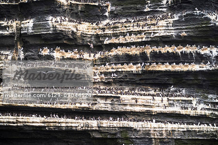 Cliffs of Moher, Doolin, County Clare, Munster province, Ireland, Europe. Sea birds lined up on the cliff.