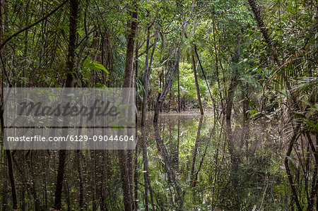 The flooded forest of the Rio negro Basin depicted in early August when the water level is still high and floods large area of the primary forest. Amazonas; Amazonia; Manaus; Brazil. The flooded forest of the Rio negro Basin depicted in early August when the water level is still high and floods large area of the primary forest. Amazonas; Amazonia; Manaus; Brazil.