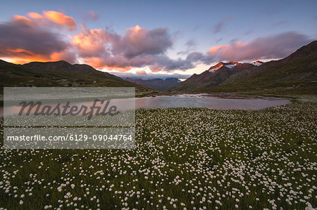 Blooming in Gavia pass, Brescia province, Lombardy district, Italy, Europe.