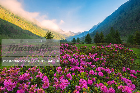 rhododendrons Bloomings in Val Grande, Vezza d'Oglio, Stelvio National park, Brescia province, Lombardy district,Italy, Europe.