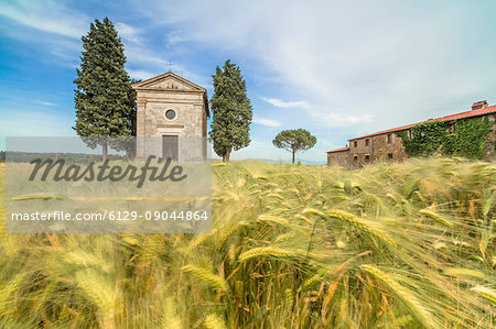 Fields of ears of corn on the gentle green hills of Val d'Orcia province of Siena Tuscany Italy Europe