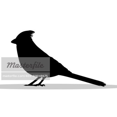 Cardinal bird black silhouette animal. Vector Illustrator.