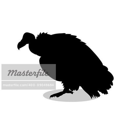 Vulture bird black silhouette animal. Vector Illustrator.