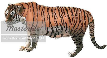 Standing Tiger in Profile (Panthera Tigris) - Colored Illustration, Vector