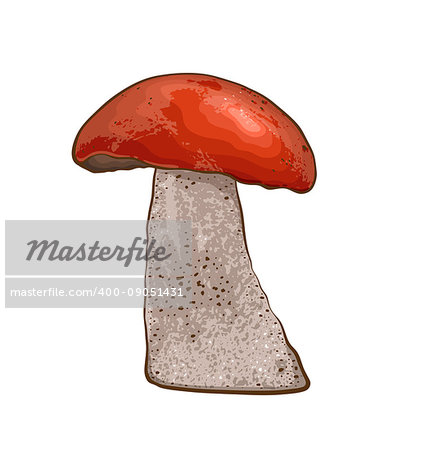 Edible wild mushroom with red cap on a white background. Vector illustration.