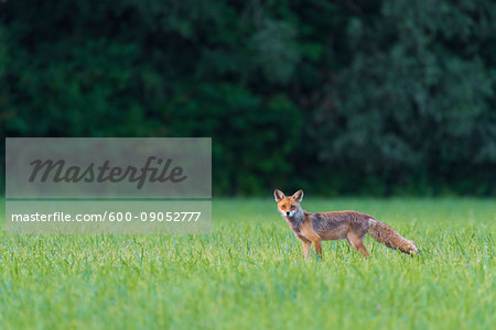 Portrait of red fox (Vulpes vulpes) looking at camera on a grassy meadow in summer, Hesse, Germany