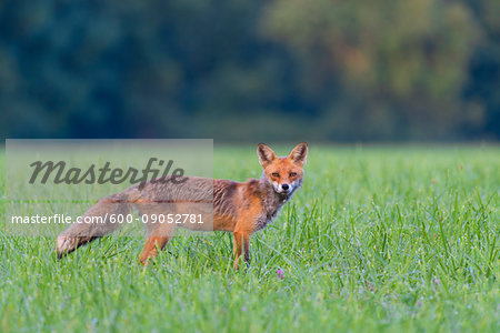 Portrait of alert red fox (Vulpes vulpes) looking at camera standing on a grassy meadow in summer, Hesse, Germany