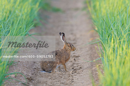 Profile portrait of a European brown hare (Lepus europaeus) sitting in a furrow of an onion field in Hesse, Germany