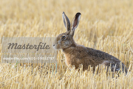 Close-up, profile portrait of a European brown hare (Lepus europaeus) sitting in a stubble field in Hesse, Germany
