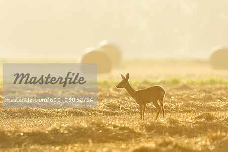 Female, western roe deer (Capreolus capreolus) standing in stubble field at first morning light in Hesse, Germany