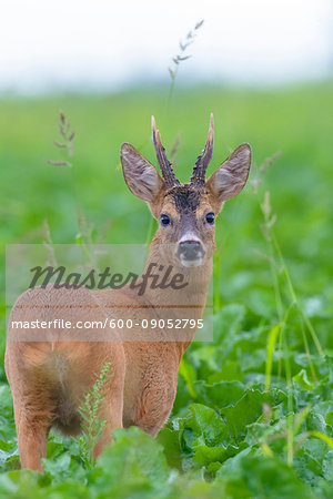 Close-up portrait of roebuck, western roe deer (Capreolus capreolus) standing in field in summer in Hesse, Germany