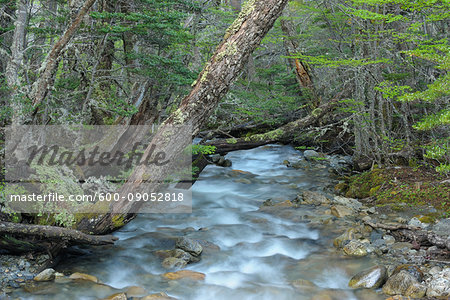 Rushing water of a forest stream at Ushuaia in Tierra del Fuego National Park, Tierra Del Fuego, Argentina