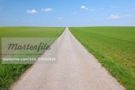 Close-up of a road through a cereal grain field on a sunny day in spring in Burgenland, Austria