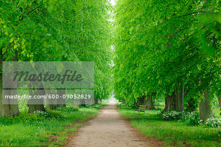 Walkway lined with lime trees in spring on the Island of Ruegen in Mecklenburg-Western Pommerania, Germany