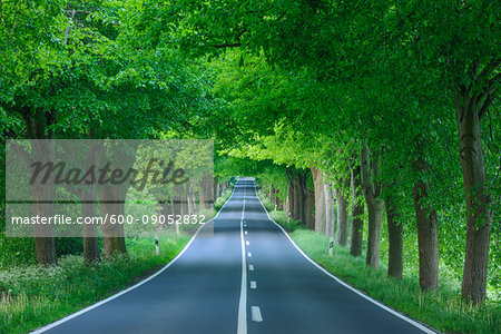 Tree-lined street shaded with lime trees in spring on the Island of Ruegen in Mecklenburg-Western Pommerania, Germany