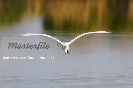 Front view of a great white egret (Ardea alba) in flight over Lake Neusiedl in Burgenland, Austria Front view of a great white egret (Ardea alba) in flight over Lake Neusiedl in Burgenland, Austria