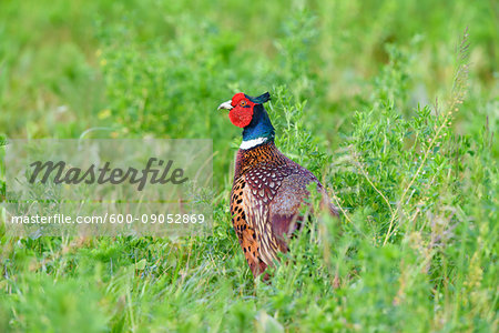 Portrait of a ring-necked pheasant (Phasianus colchicus) cock standing in field in spring in Burgenland, Austria