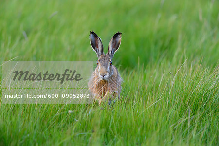Front view of a European brown hare (Lepus europaeus) walking through a meadow in spring in Burgenland, Austria