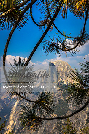 Half Dome rock formation viewed from Glacier Point through pine tree branches in the Yosemite Valley in Yosemite National Park, California, USA