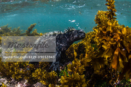 The endemic Galapagos marine iguana (Amblyrhynchus cristatus), feeding underwater, Fernandina Island, Galapagos, UNESCO World Heritage Site, Ecuador, South America