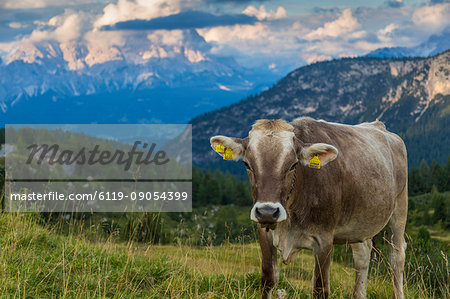 View of landscape and cattle from Marmolada Pass at sunset, South Tyrol, Italian Dolomites, Italy, Europe