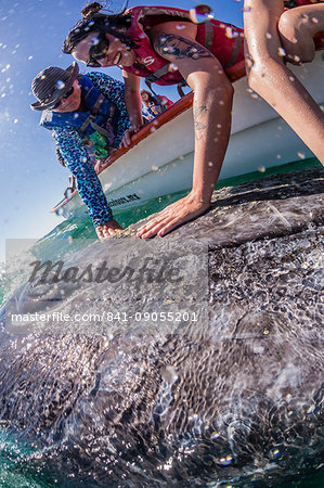 California gray whale calf (Eschrichtius robustus), with whale watchers in San Ignacio Lagoon, Baja California Sur, Mexico, North America