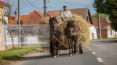 Farmer transporting hay using horse and cart, typical village life near Sighisoara, Transylvania, Romania, Europe