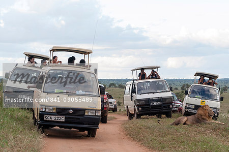Tourists on minibus taking pictures of a lion (Panthera leo) at close distance with mobile phones, Tsavo, Kenya, East Africa, Africa